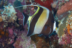 Surgeonfish - Moorish Idol - Zanclus cornutus