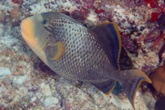 Triggerfish - Yellowmargin Triggerfish - Pseudobalistes flavimarginatus