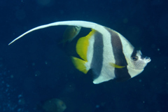 Butterflyfish - Longfin Bannerfish - Heniochus acuminatus