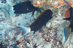 Surgeonfish - Whitetail surgeonfish - Acanthurus thompsoni