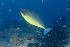 Surgeonfish - Sleek Unicornfish - Naso hexacanthus
