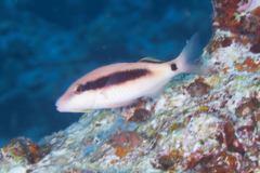 Goatfish - Longbarbel Goatfish - Parupeneus macronema