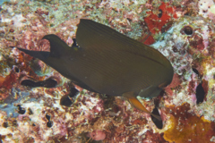 Surgeonfish - Striped Bristletooth - Ctenochaetus striatus