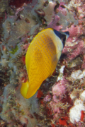Butterflyfish - Sunburst butterflyfish - Chaetodon kleinii