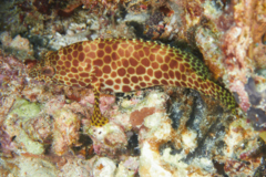 Groupers - Honeycomb Grouper - Epinephelus merra