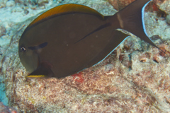 Surgeonfish - Eye-line Surgeonfish - Acanthurus nigricauda