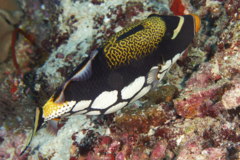 Triggerfish - Clown Triggerfish - Balistoides conspicillum