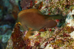 Surgeonfish - Gold-ring Bristletooth - Ctenochaetus strigosus