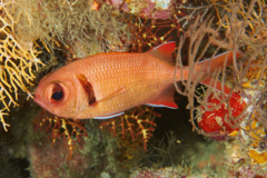 Soldierfish - Yellow-fin Soldierfish - Myripristis berndti