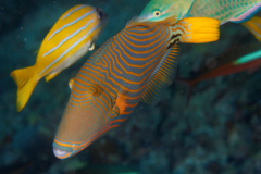 Triggerfish - Orange-striped Triggerfish - Balistapus undulatus