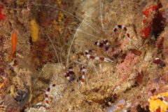 Shrimps - Banded Coral Shrimp - Stenopus hispidus