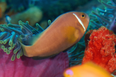 Damselfish - Maldives Anemonefish - Amphiprion nigripes