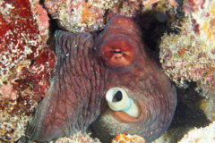 Octopuses - Big Red Octopus - Octopus cyaneus
