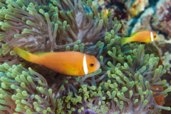 Damselfish - Maldives Anemonefish - Amphiprion nigripes