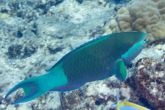 Parrotfish - Bridled Parrotfish - Scarus frenatus