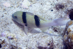Goatfish - Doublebar Goatfish - Parupeneus trifasciatus