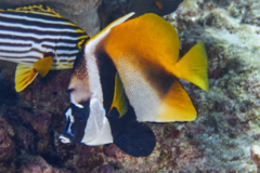 Butterflyfish - Masked Bannerfish - Heniochus monoceros