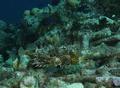 Porcupinefish - Web Burrfish - Chilomycterus antillarum