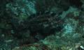 Seabasses - Yellowmouth Grouper - Mycteroperca interstitialis