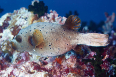 Pufferfish - Black-spotted Puffer - Arothron nigropunctatus