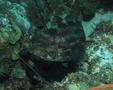 Seabasses - Yellowmouth Grouper - Mycteroperca interstitialis
