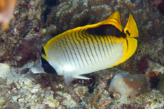 Butterflyfish - Spot-nape butterflyfish - Chaetodon oxycephalus