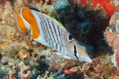 Butterflyfish - Seychelles Butterflyfish - Chaetodon madagaskariensis