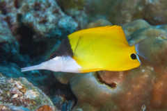 Butterflyfish - Longnose Butterflyfish - Forcipiger flavissimus