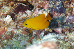 Surgeonfish - Yellow Tang - Zebrasoma flavescens