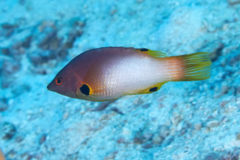 Hogfish - Axilspot Hogfish - Bodianus axillaris