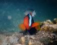 Damselfish - Dusky Anemonefish - Amphiprion melanopus