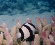 Damselfish - Banded Damselfish - Dascyllus aruanus