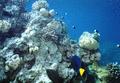 Surgeonfish - Yellowtail Surgeonfish - Zebrasoma xanthurum