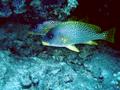 Grunts - Blackspotted Sweetlips - Plectorhinchus gaterinus