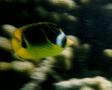 Butterflyfish - Racoon Butterflyfish - Chaetodon lunula