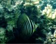 Surgeonfish - Desjardini Sailfin Tang - Zebrasoma desjardinii