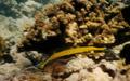 Trumpetfish - Golden Trumpetfish - Aulostomus chinensis
