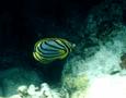 Butterflyfish - Ornate Butterflyfish - Chaetodon ornatissimus