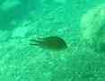 Damselfish - Mediterranean Damselfish - Chromis chromis