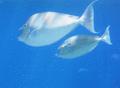 Surgeonfish - Whitemargin Unicornfish - Naso annulatus