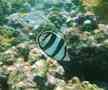 Butterflyfish - Banded Butterflyfish - Chaetodon striatus