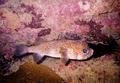 Porcupinefish - Porcupinefish - Diodon hystrix