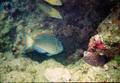 Parrotfish - Stoplight Parrotfish - Sparisoma viride