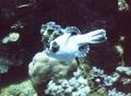 Pufferfish - Masked Puffer - Arothron diadematus