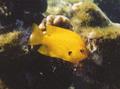 Damselfish - Sulphur Damselfish - Pomacentrus sulfureus