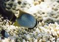 Butterflyfish - Chevroned Butterflyfish - Chaetodon trifascialis