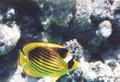 Butterflyfish - Striped Butterflyfish(Red Sea Racoon Butterflyfish) - Chaetodon fasciatus
